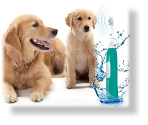 Zahnpflege für Ihr Haustier